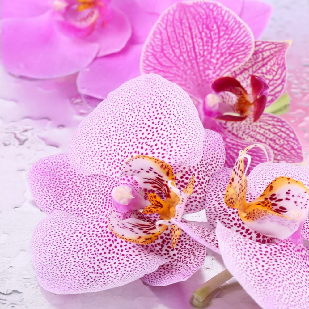 Capri Blue Aloha Orchid Diffuser Oil - Picture 4 of 4